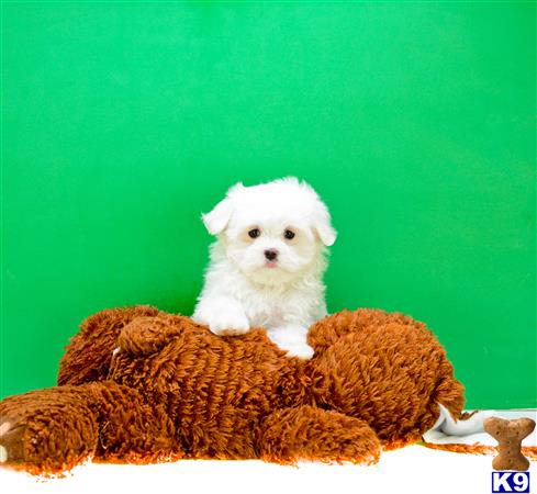 addisongood Picture 3